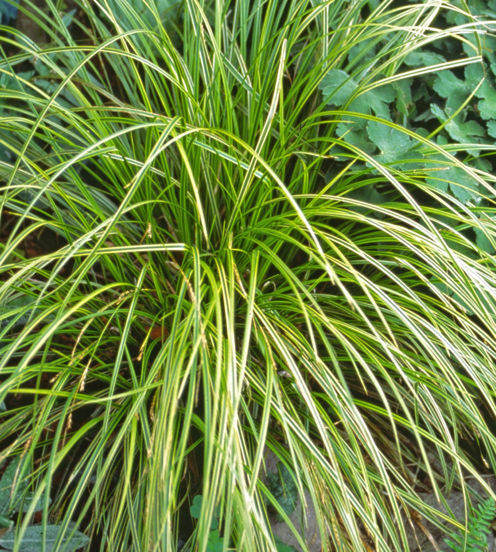 Carex dolichostachya Gold Fountains Kaga nishiki Gold Fountains Sedge