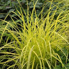 Carex elata Aurea Bowles Golden Sedge