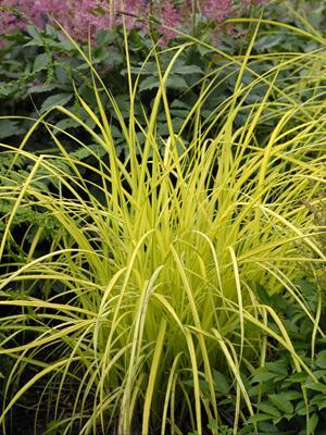 Carex elata Aurea Bowles Golden Sedge