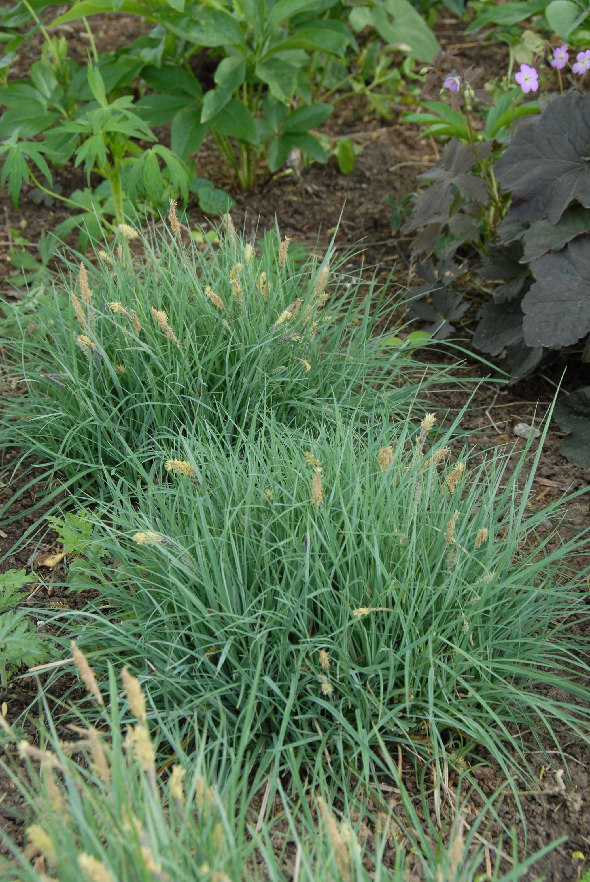 Carex glauca Blue Zinger Blue Zinger Sedge