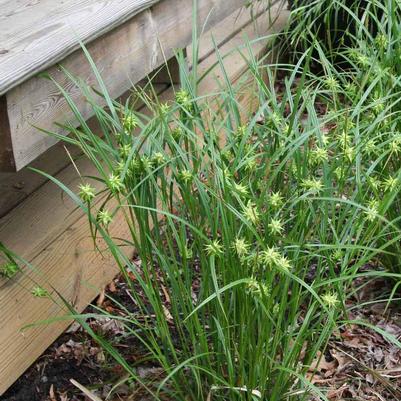 Carex grayi Morning Star Sedge