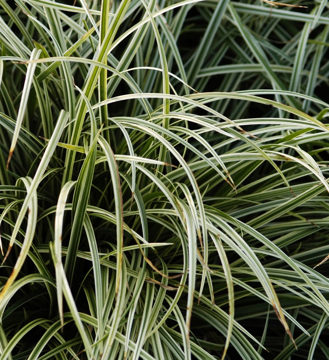 Carex morrowii Silver Sceptre Silver Sceptre Sedge