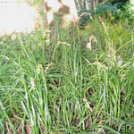 Carex muskingumensis Palm Sedge Grass