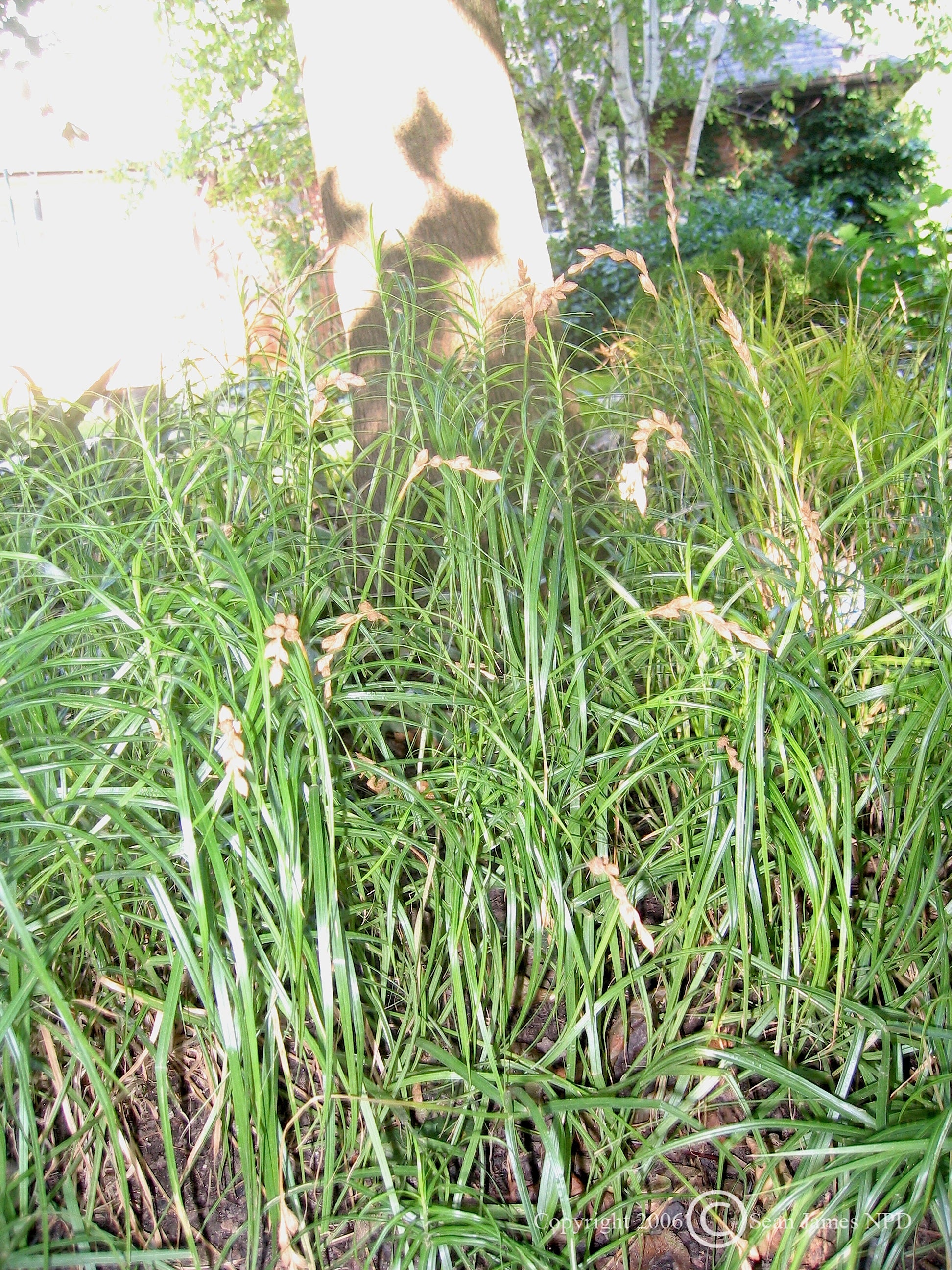 Carex muskingumensis Palm Sedge Grass