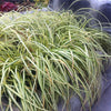 Carex oshimensis Evergold Striped Weeping Sedge