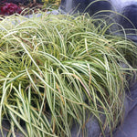 Carex oshimensis Evergold Striped Weeping Sedge