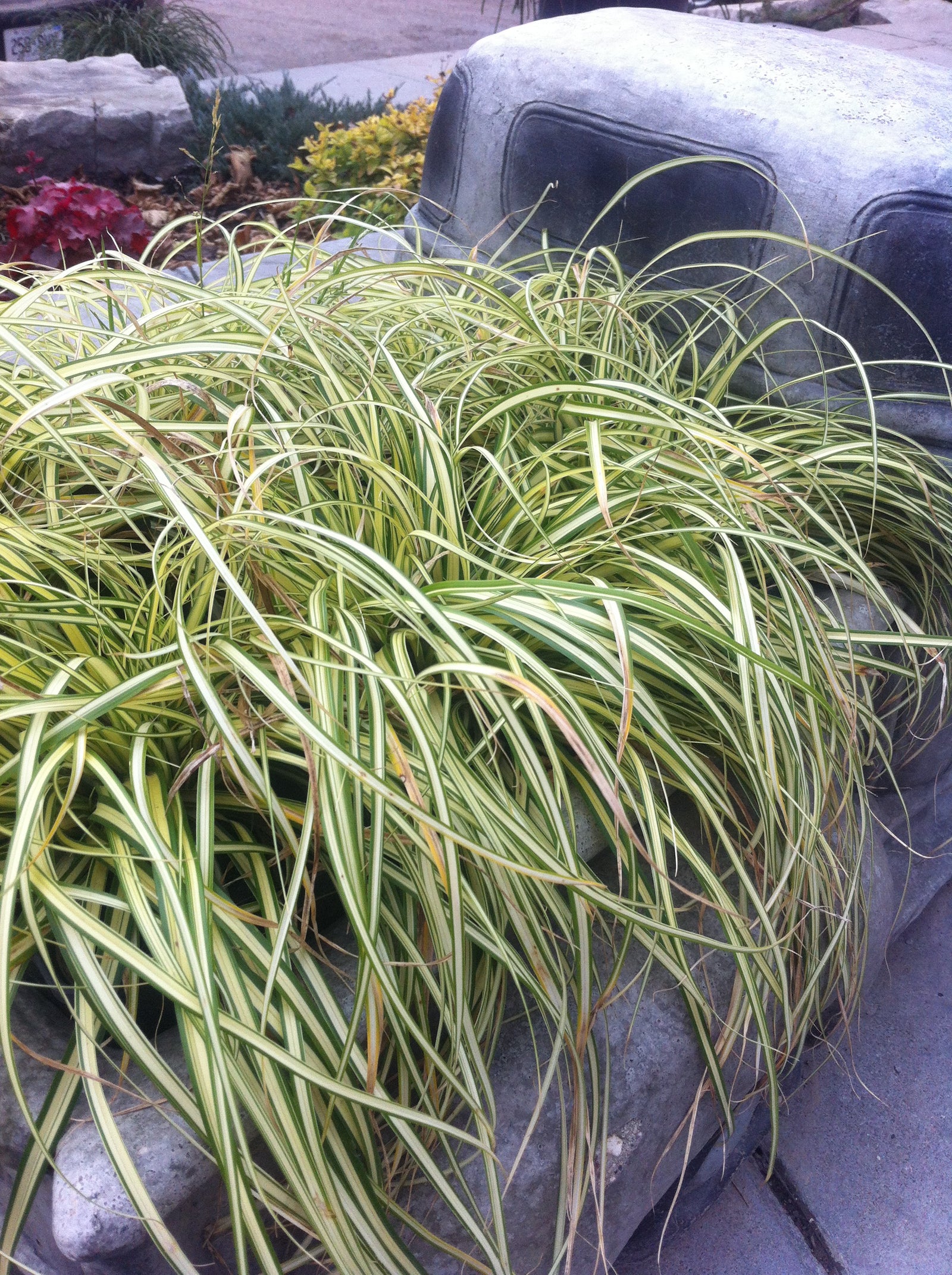 Carex oshimensis Evergold Striped Weeping Sedge