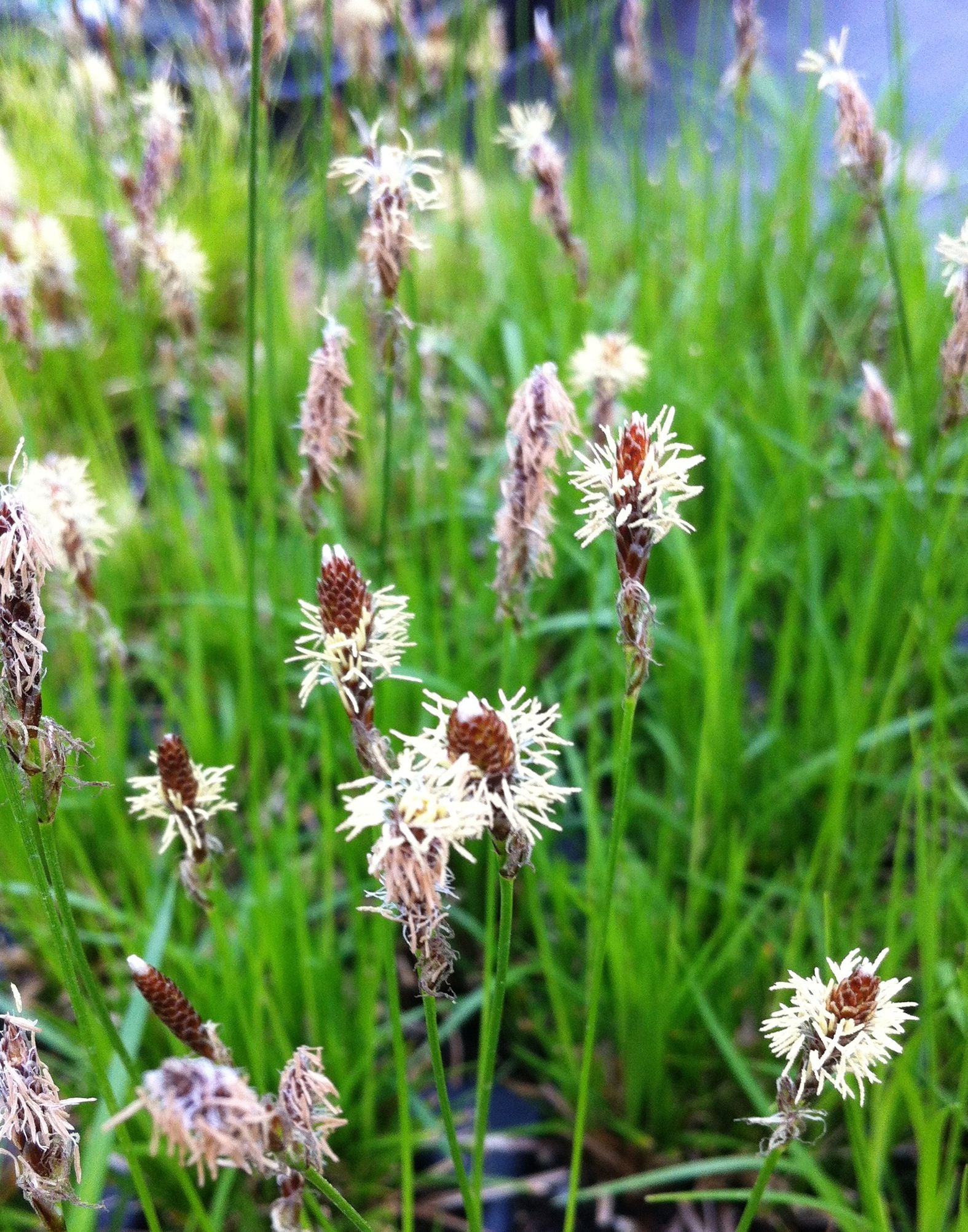 Carex pensylvanica Oak Sedge