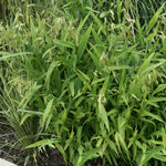 Chasmanthium latifolium Northern Sea Oats