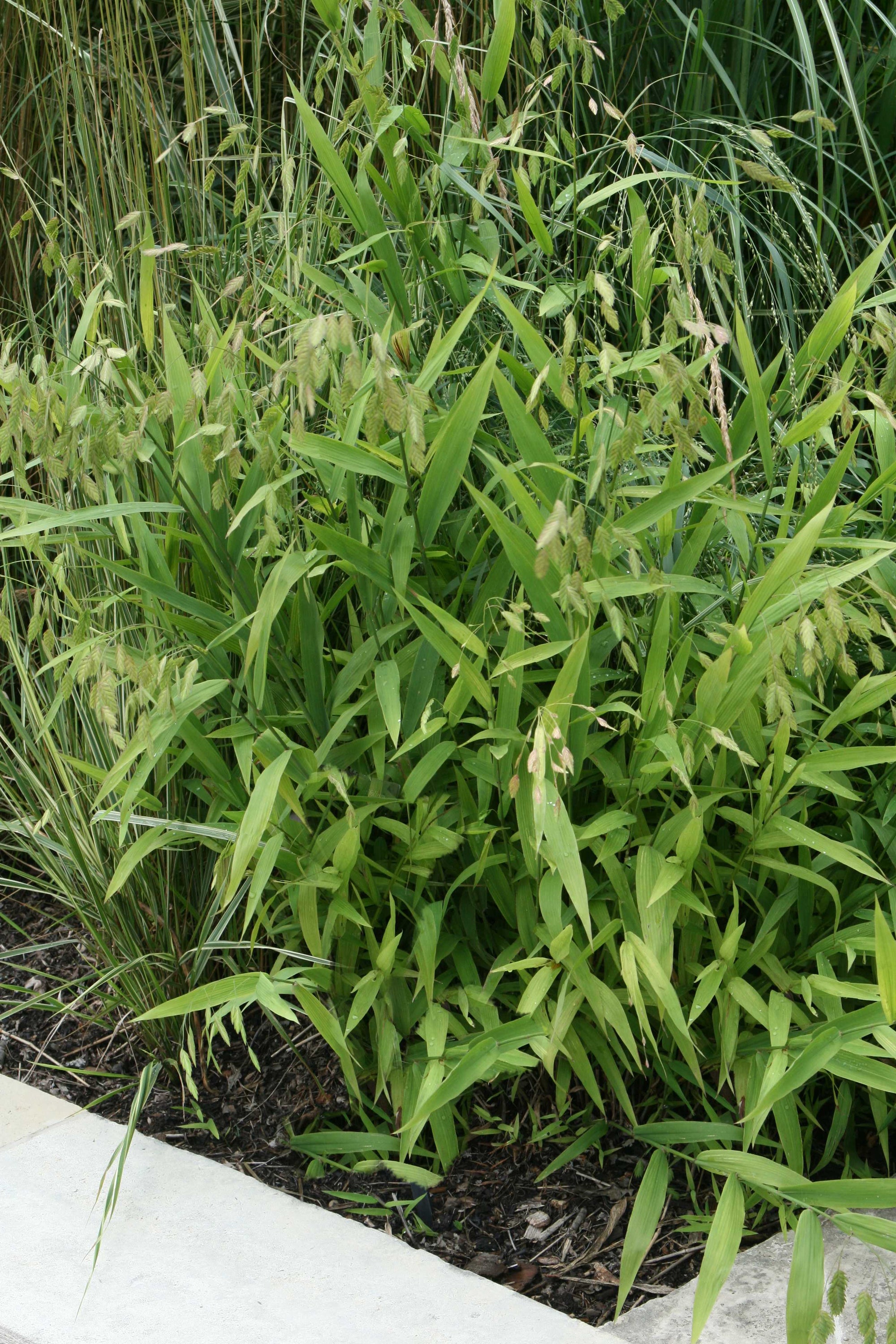 Chasmanthium latifolium Northern Sea Oats