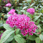 Spiraea japonica Froebelii Froebelii Spirea