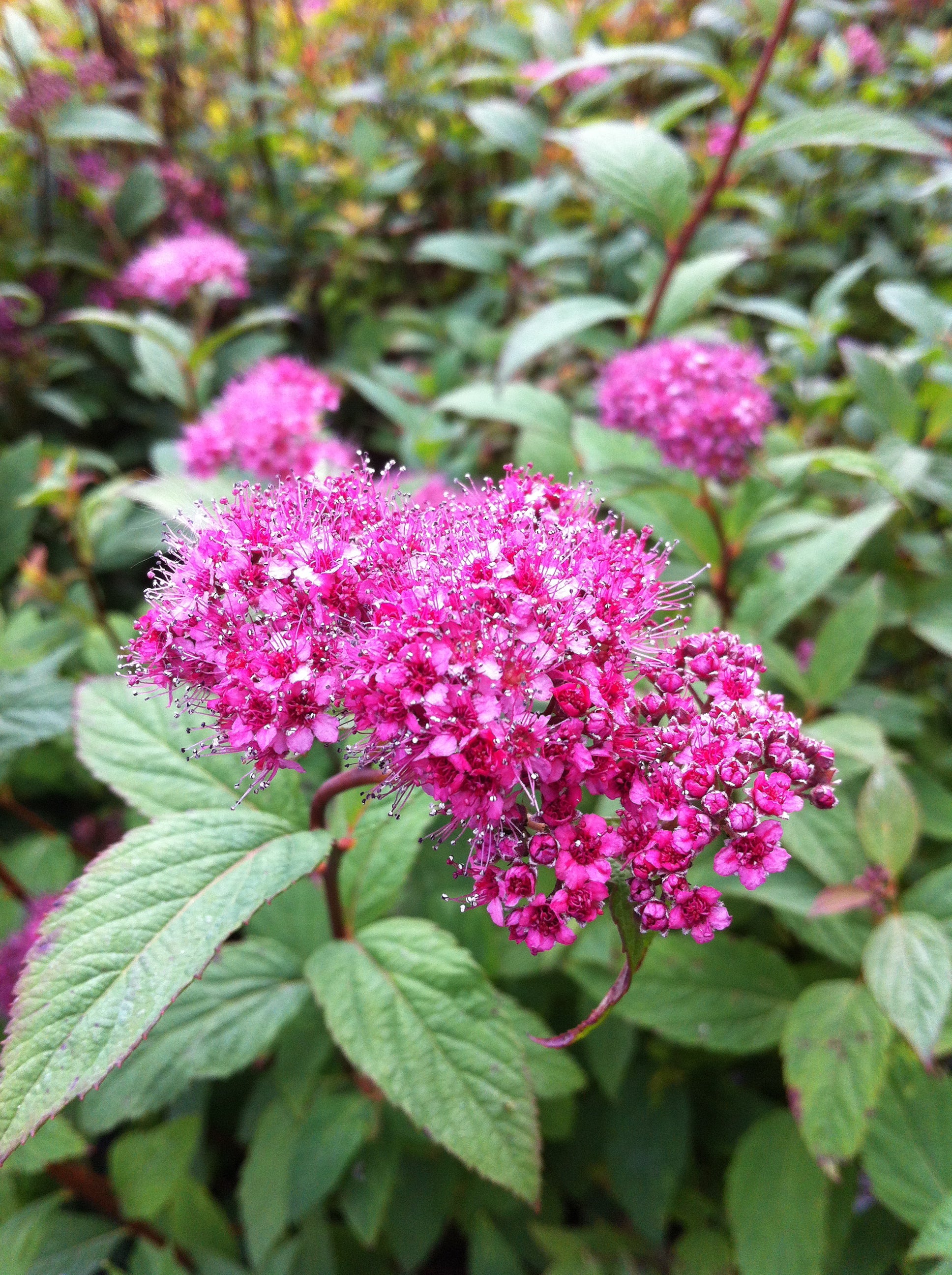 Spiraea japonica Froebelii Froebelii Spirea