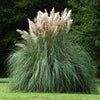 Cortaderia selloana White Pampas Grass