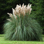 Cortaderia selloana White Pampas Grass