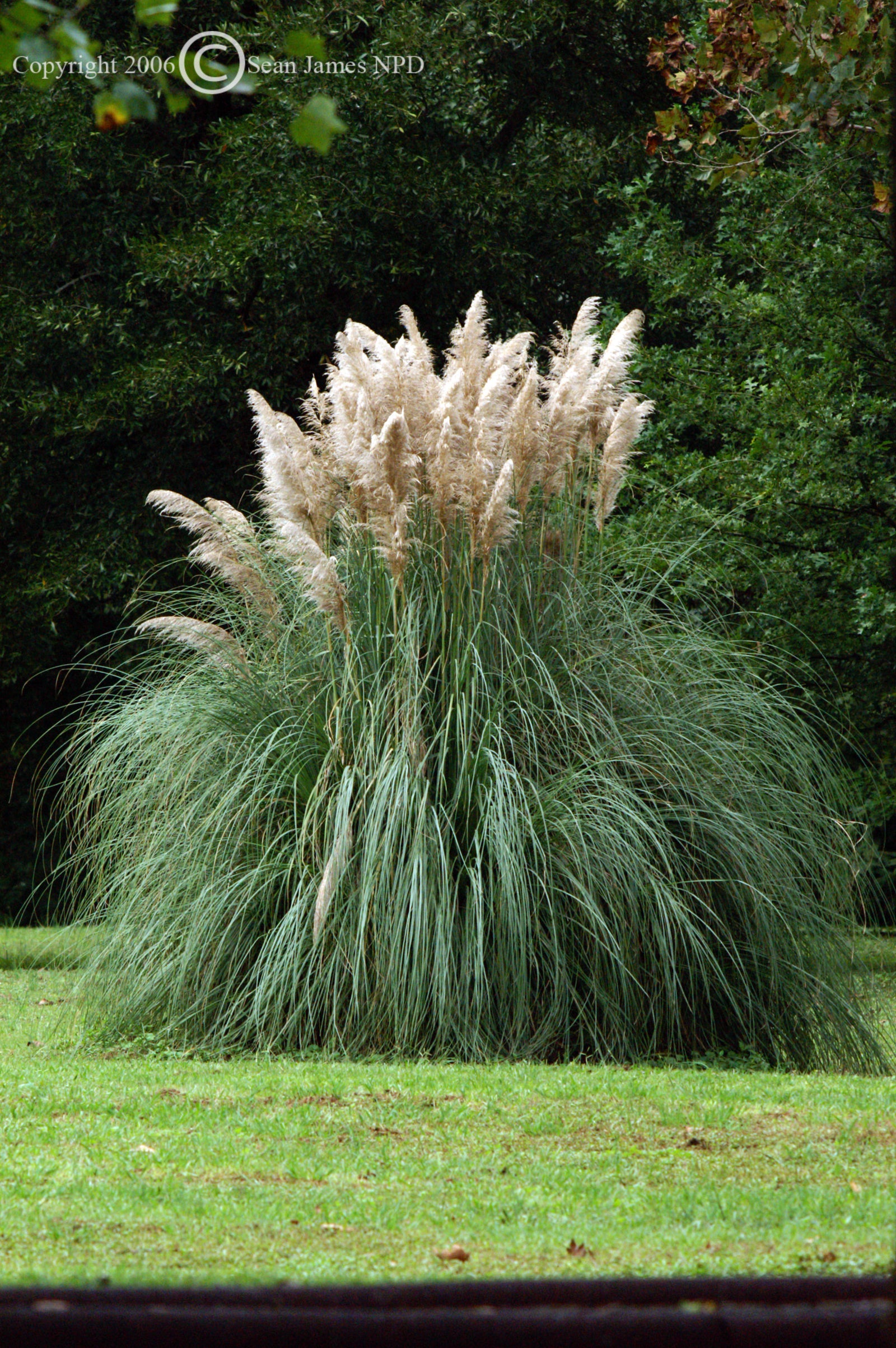 Cortaderia selloana White Pampas Grass