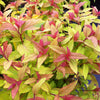 Spiraea japonica Goldflame Goldflame Spirea