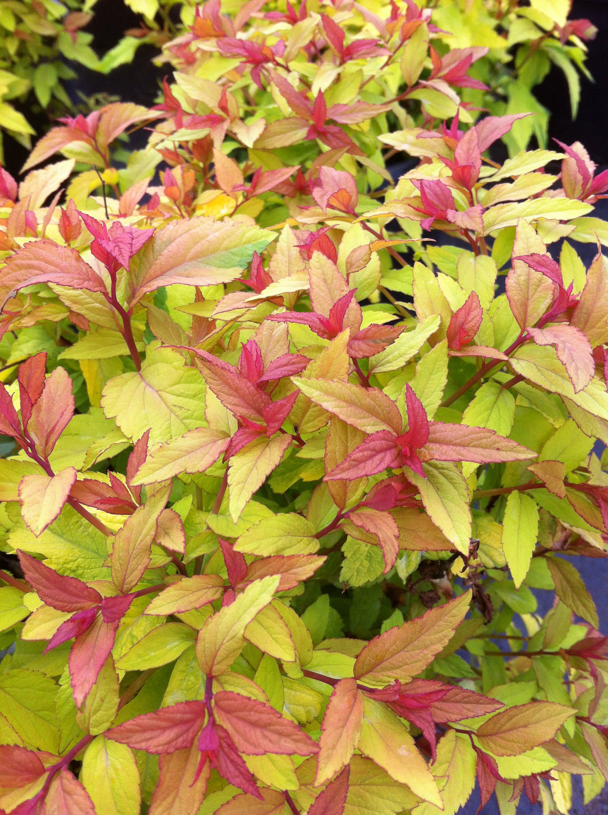 Spiraea japonica Goldflame Goldflame Spirea