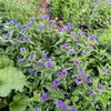 Centaurea montana Bachelor's Button