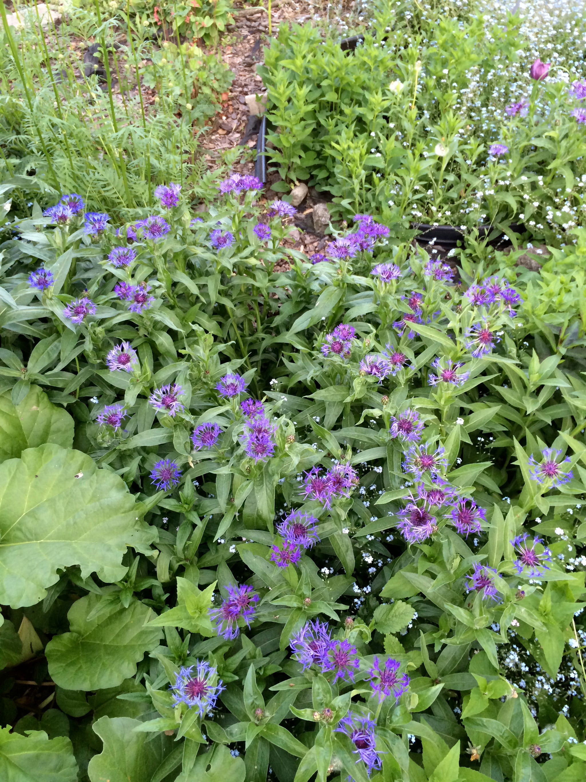 Centaurea montana Bachelor's Button