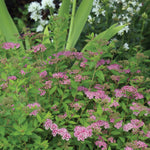 Spiraea japonica Little Princess Little Princess Spirea