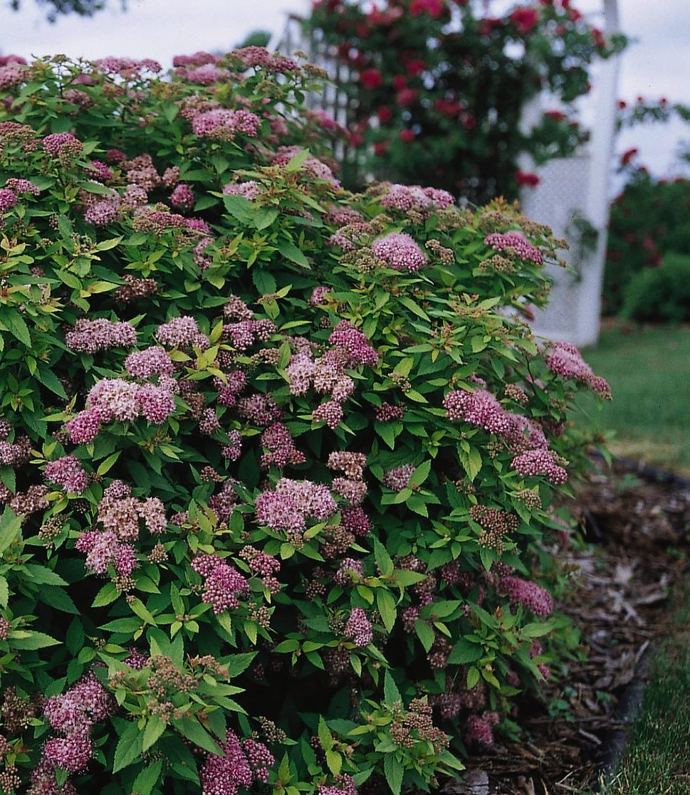 Spiraea japonica Dakota Goldcharm Mertyann COPF Dakota Goldcharm Spirea