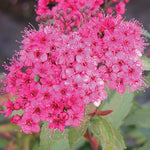 Spiraea japonica Neon Flash Neon Flash Spirea