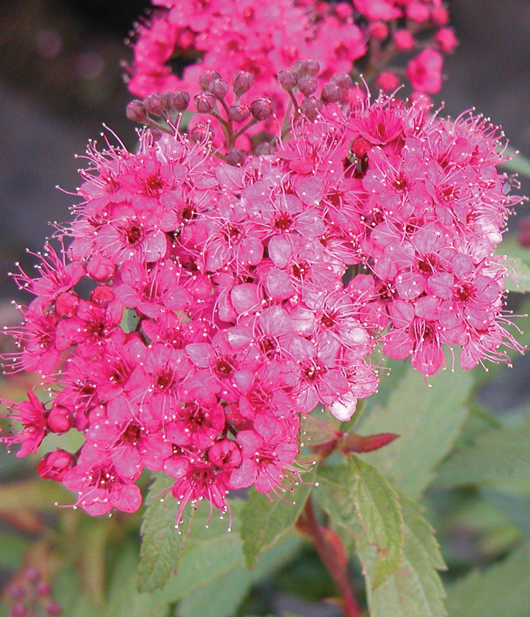 Spiraea japonica Neon Flash Neon Flash Spirea