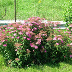 Spiraea japonica Shirobana Shirobana Spirea