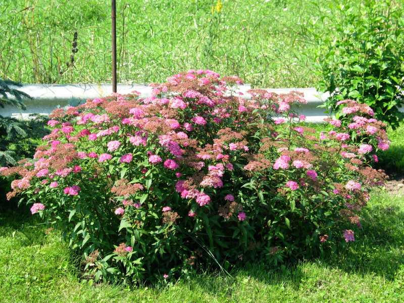 Spiraea japonica Shirobana Shirobana Spirea