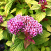 Spiraea japonica Magic Carpet Walbuma PP9363, COPF Magic Carpet Spirea