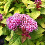 Spiraea japonica Magic Carpet Walbuma PP9363, COPF Magic Carpet Spirea