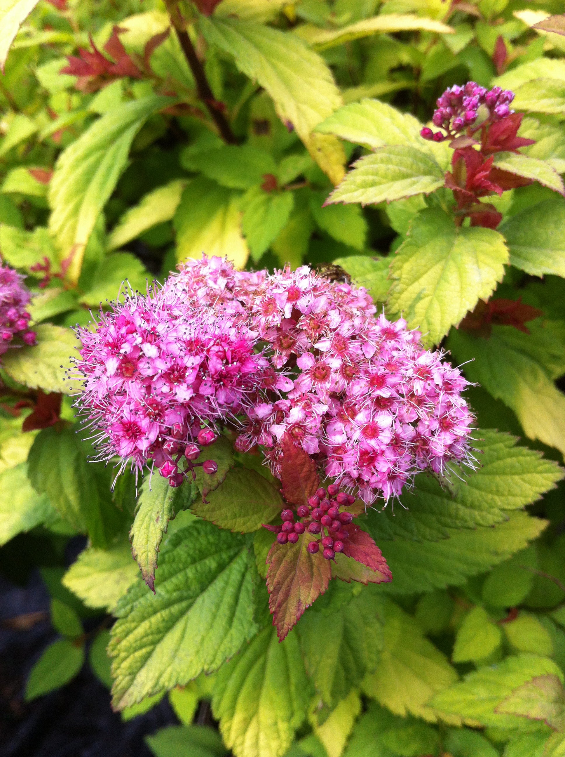 Spiraea japonica Magic Carpet Walbuma PP9363, COPF Magic Carpet Spirea