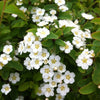 Spiraea nipponica Halward's Silver COPF Halward's Silver Spirea