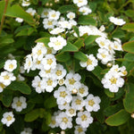 Spiraea nipponica Halward's Silver COPF Halward's Silver Spirea