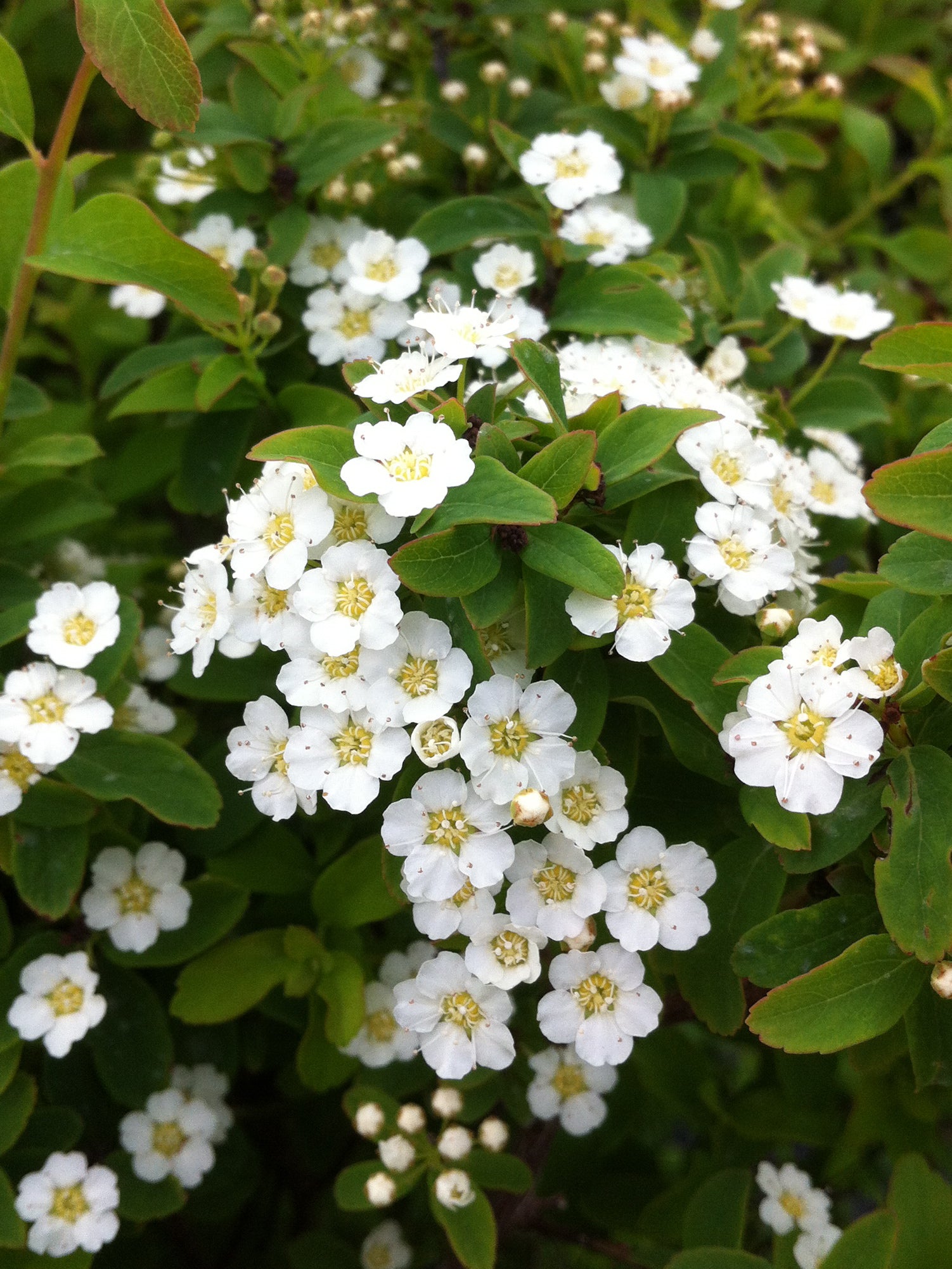 Spiraea nipponica Halward's Silver COPF Halward's Silver Spirea