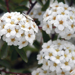 Spiraea nipponica Snowmound Snowmound Spirea