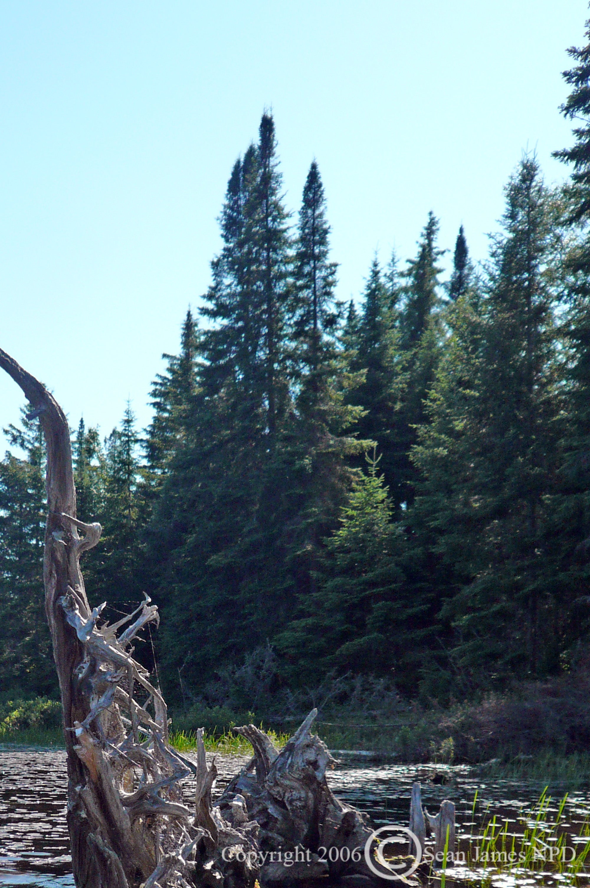 Abies balsamea Balsam Fir