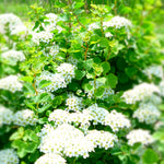 Spiraea trilobata Dwarf Vanhouttei Spirea