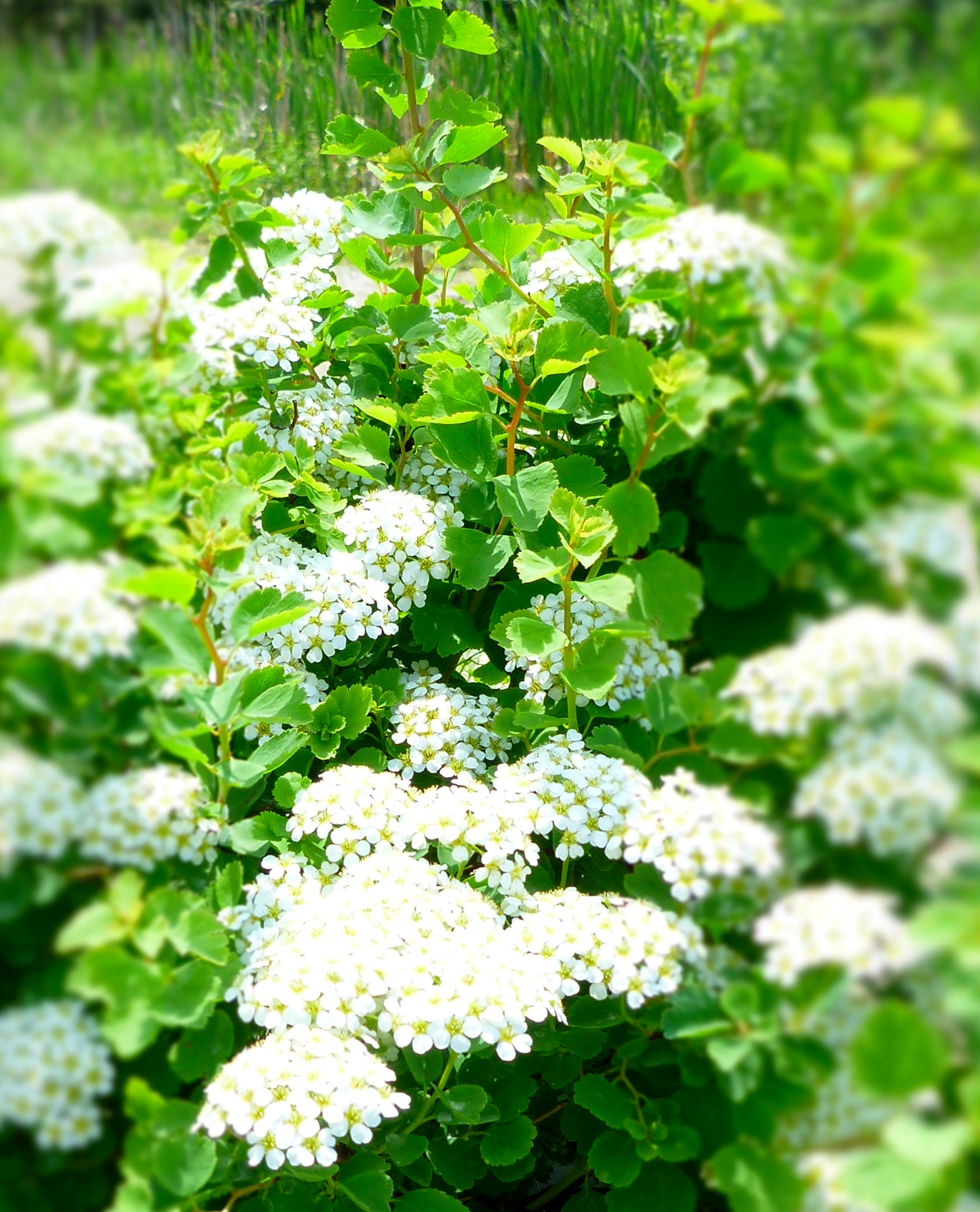 Spiraea trilobata Dwarf Vanhouttei Spirea