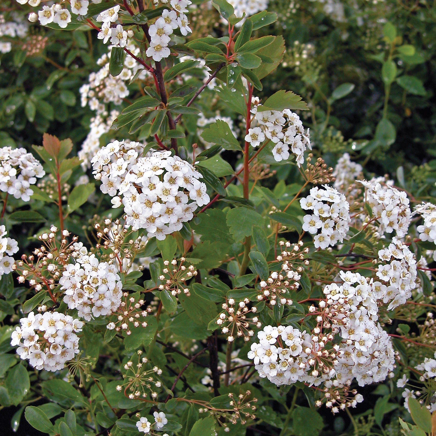 Spiraea x vanhouttei Vanhouttei Spirea