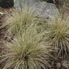 Deschampsia cespitosa Northern Lights Variegated Tufted Hair Grass