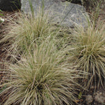 Deschampsia cespitosa Northern Lights Variegated Tufted Hair Grass