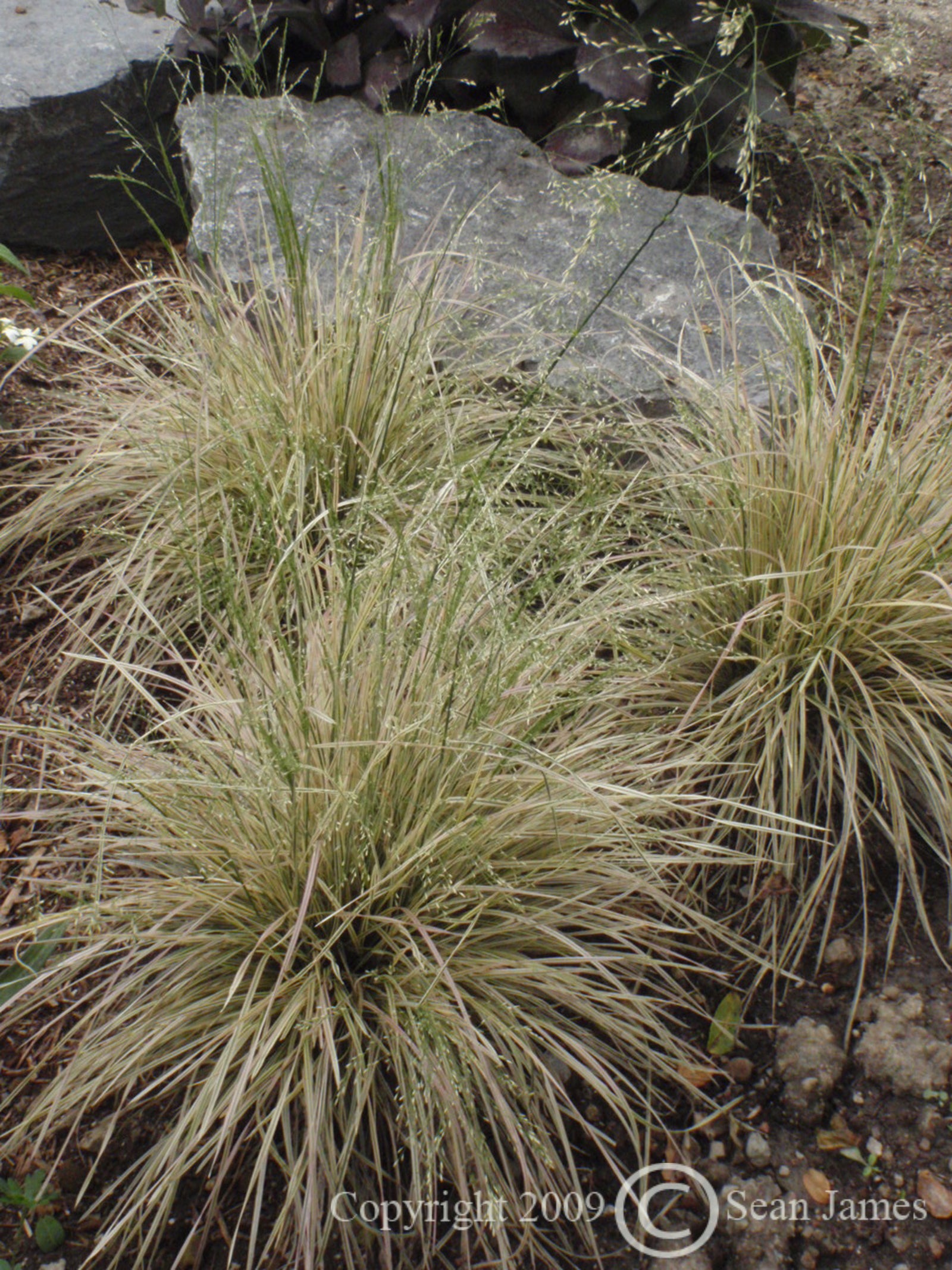 Deschampsia cespitosa Northern Lights Variegated Tufted Hair Grass