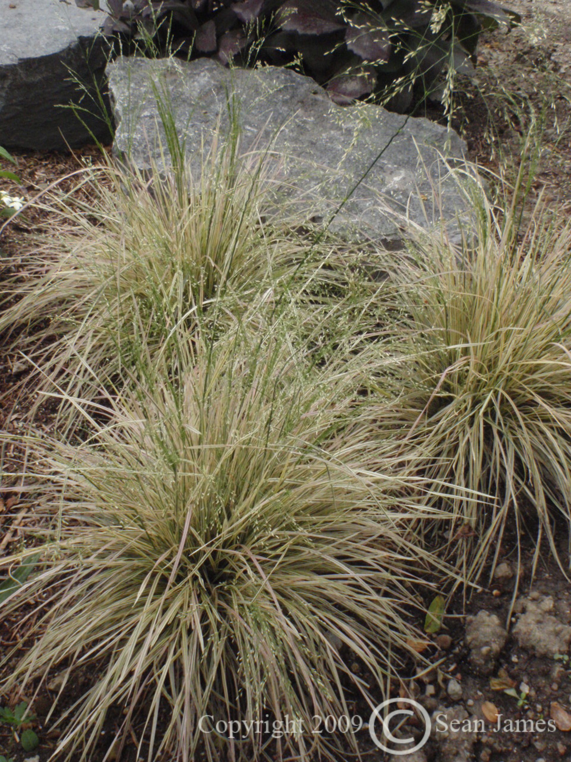 Deschampsia cespitosa Northern Lights Variegated Tufted Hair Grass