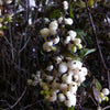 Symphoricarpos albus Snowberry