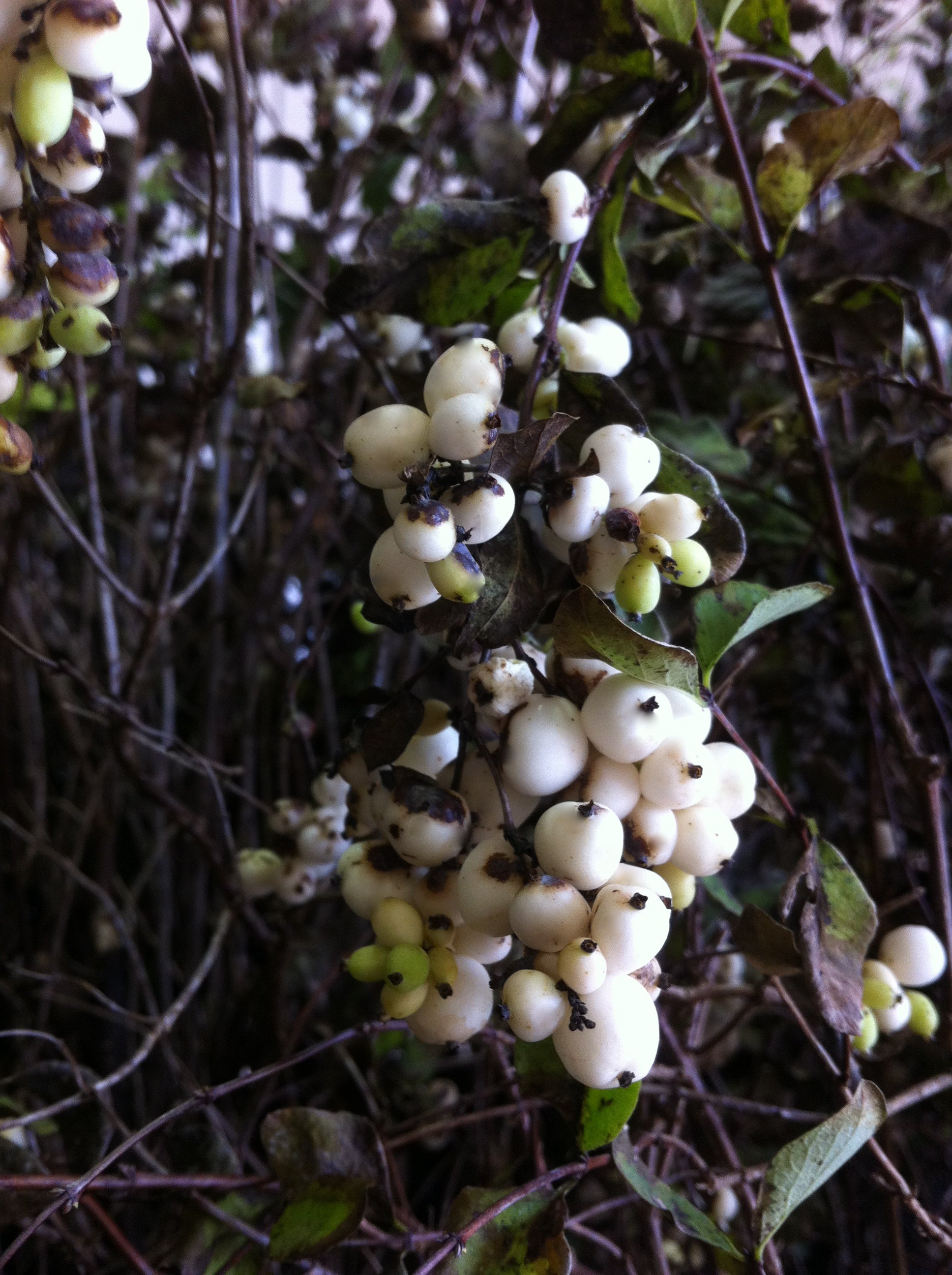 Symphoricarpos albus Snowberry