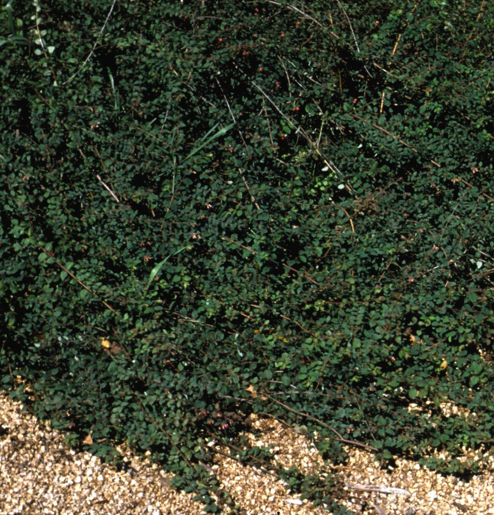 Symphoricarpos x chenaulti Hancock Hancock Coralberry