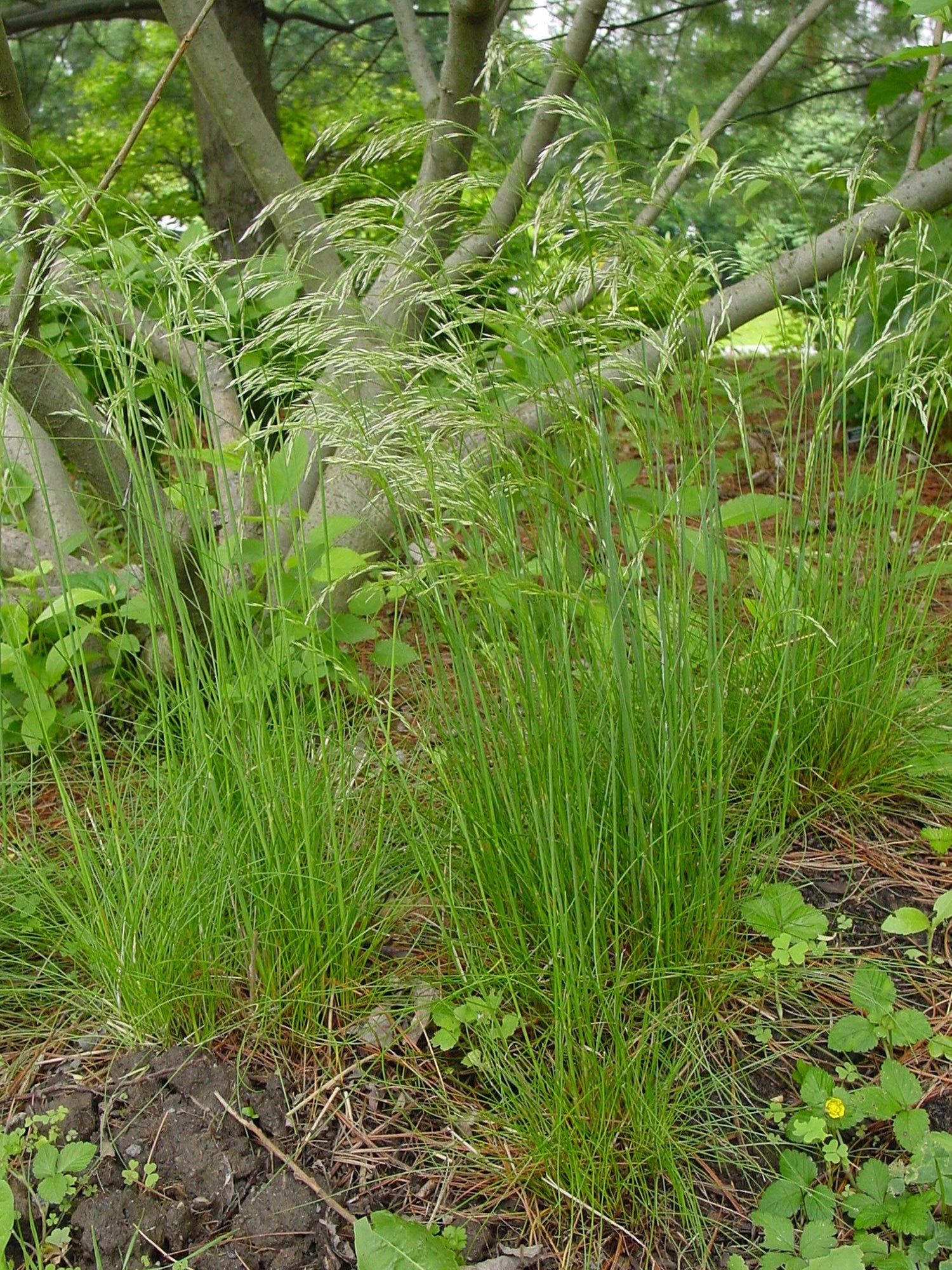 Deschampsia flexuosa Wavy Hair Grass