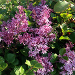 Syringa meyeri Palibin Dwarf Korean Lilac