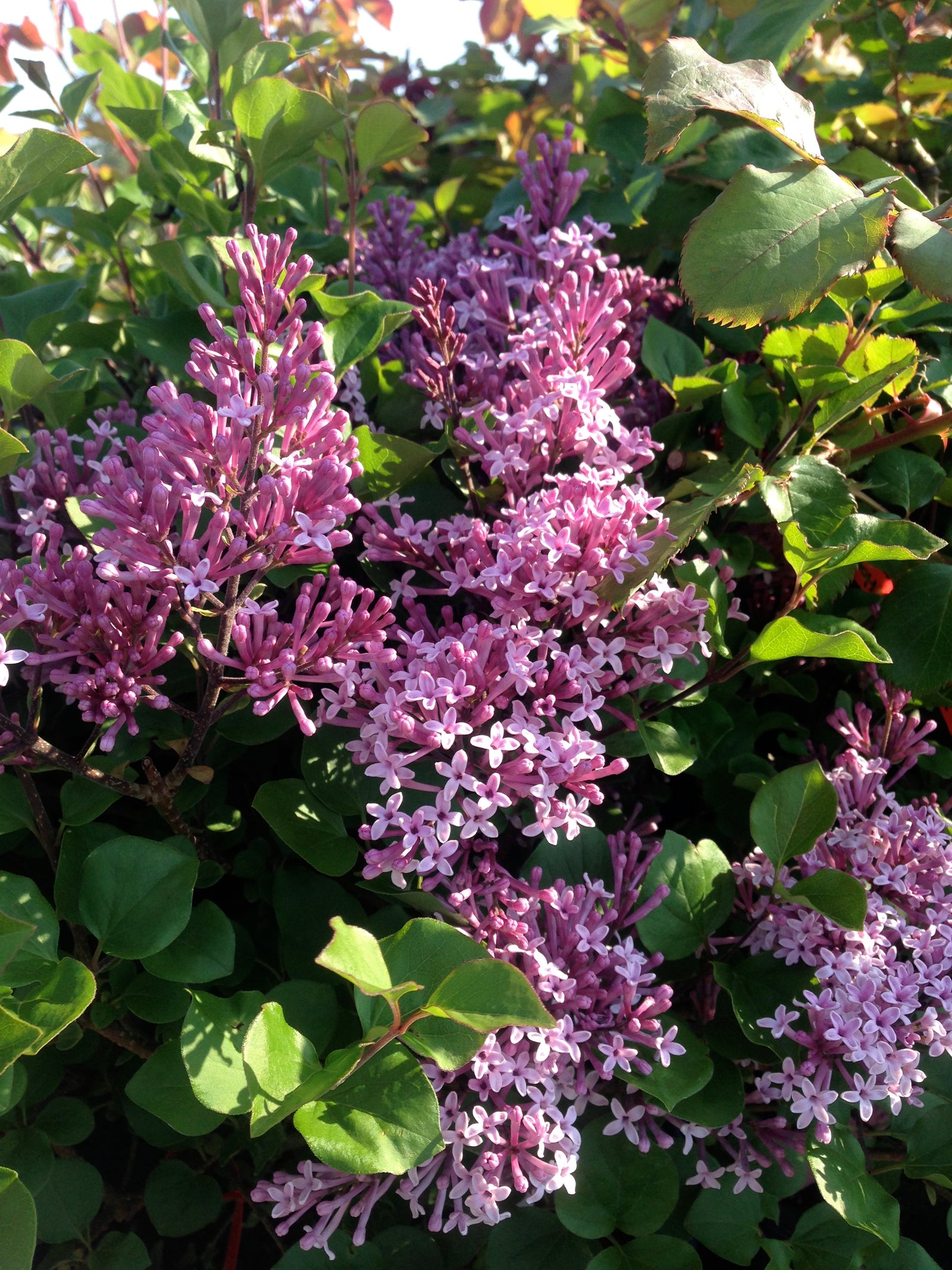 Syringa meyeri Palibin Dwarf Korean Lilac